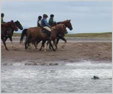 Reiten am Meer mit Seerobben